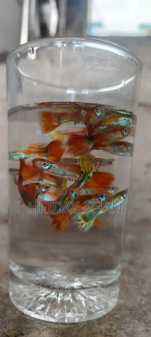 Mix Guppy High Quality