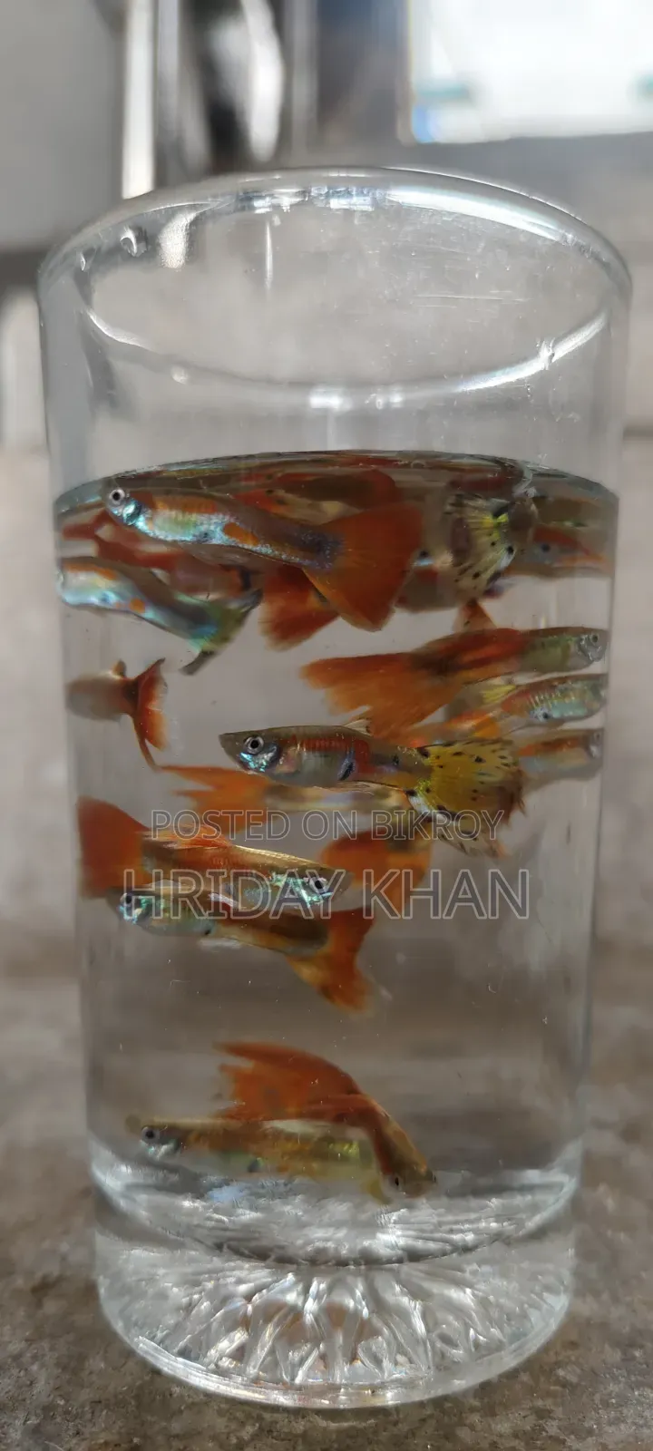 Mix Guppy High Quality