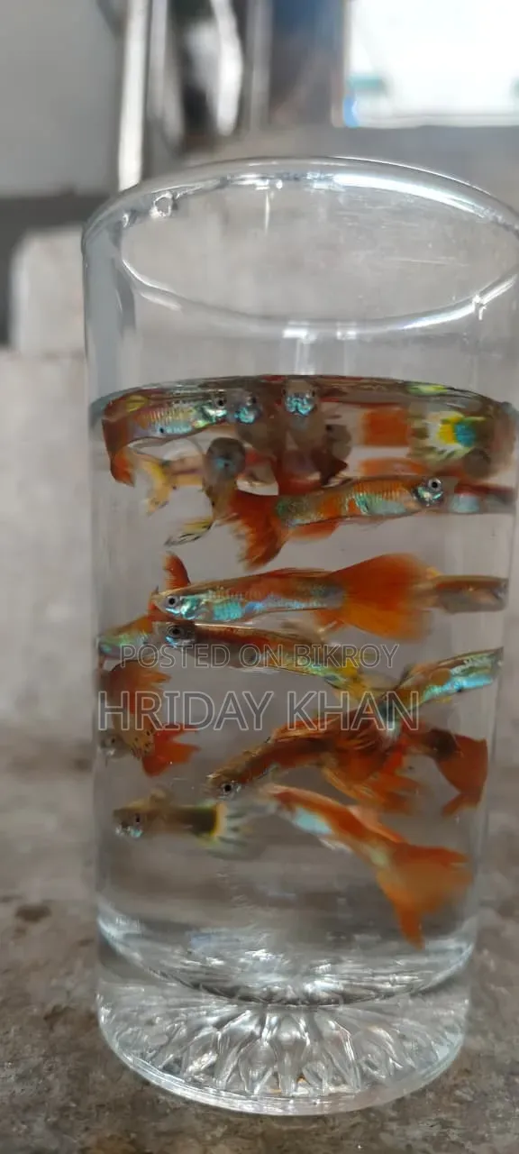 Mix Guppy High Quality