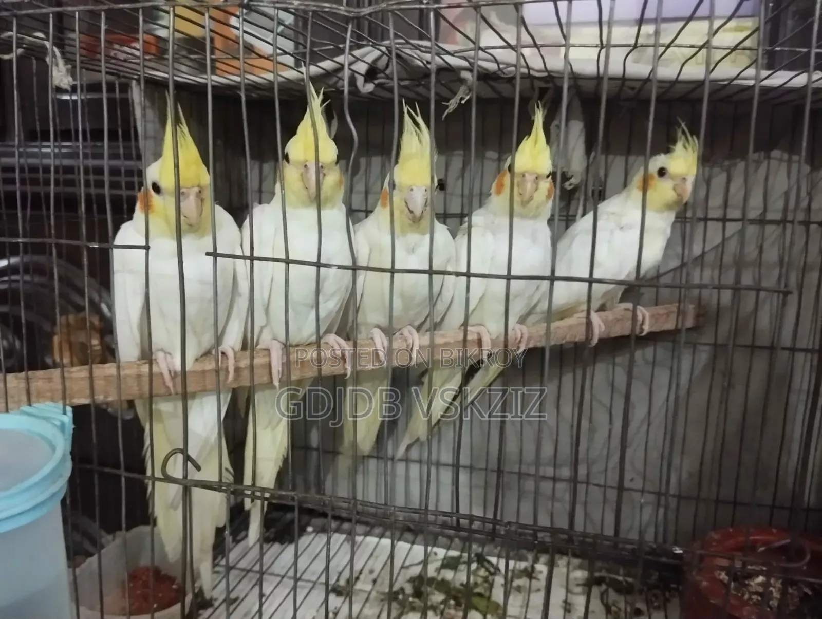 পাখি বিক্রি হবে