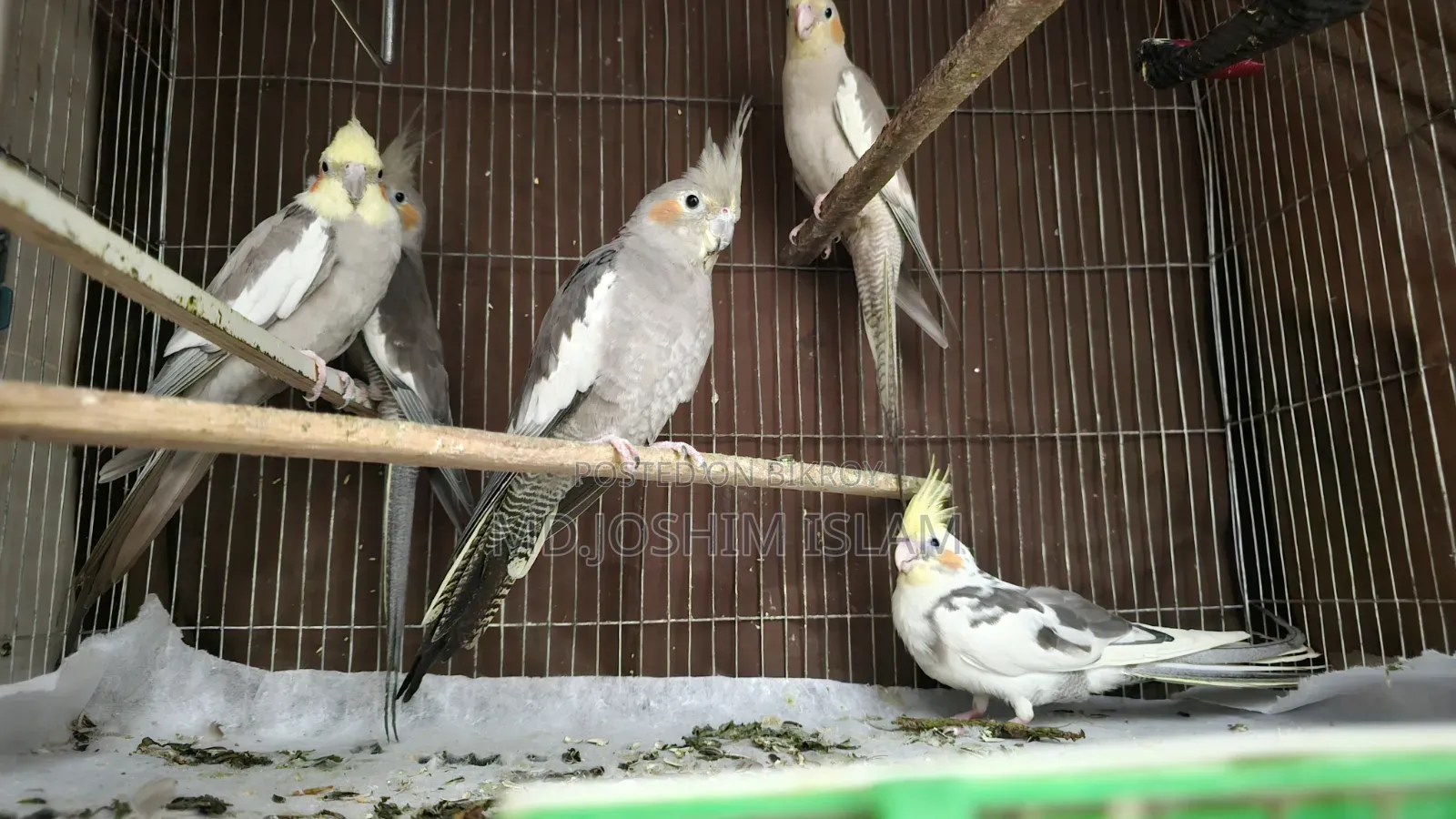 Cockatiel Bird for Sell