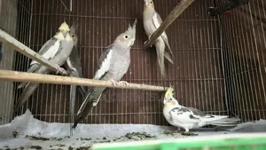 Cockatiel Bird for Sell