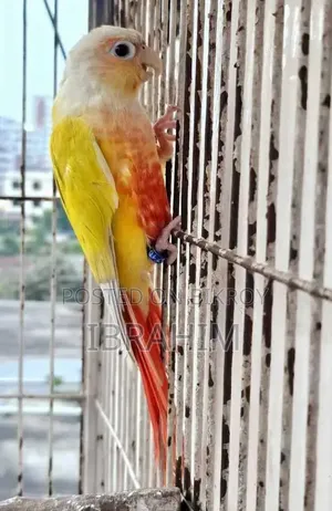 Suncheek Conure Female