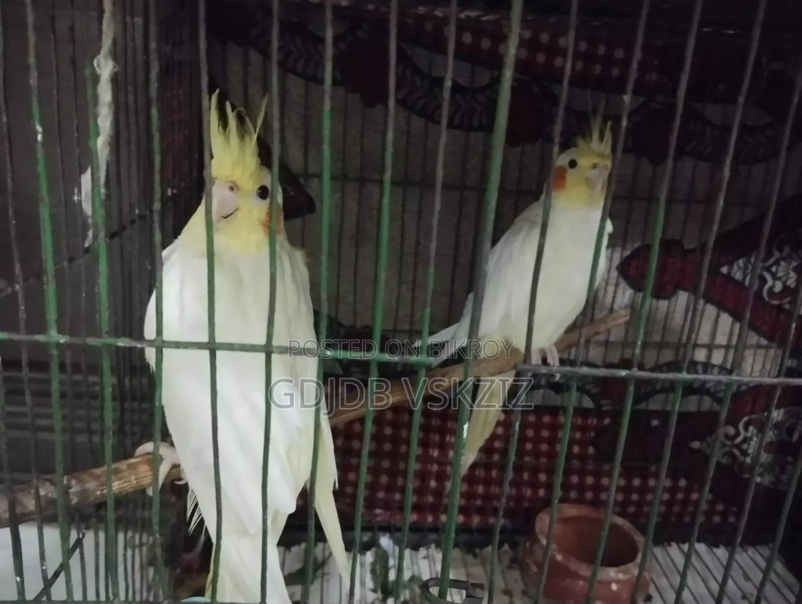Bird for sale