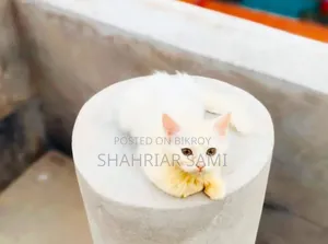 3-6 Months Female Mixed Breed Persian