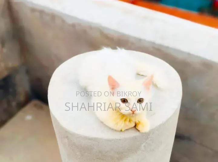 3-6 Months Female Mixed Breed Persian