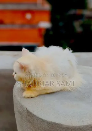 3-6 Months Female Mixed Breed Persian