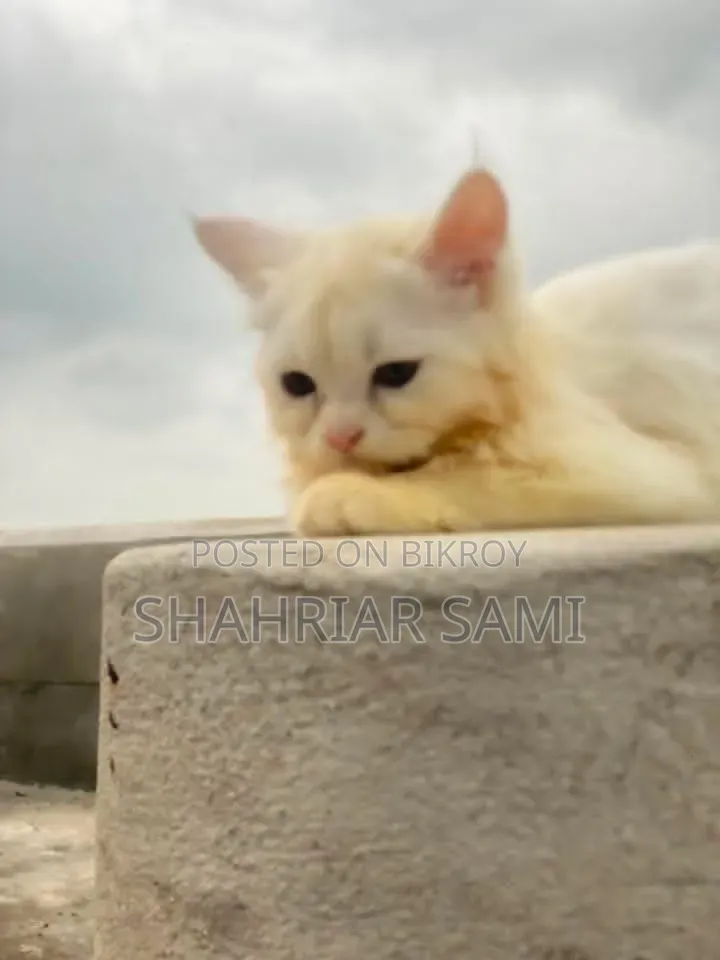 3-6 Months Female Mixed Breed Persian