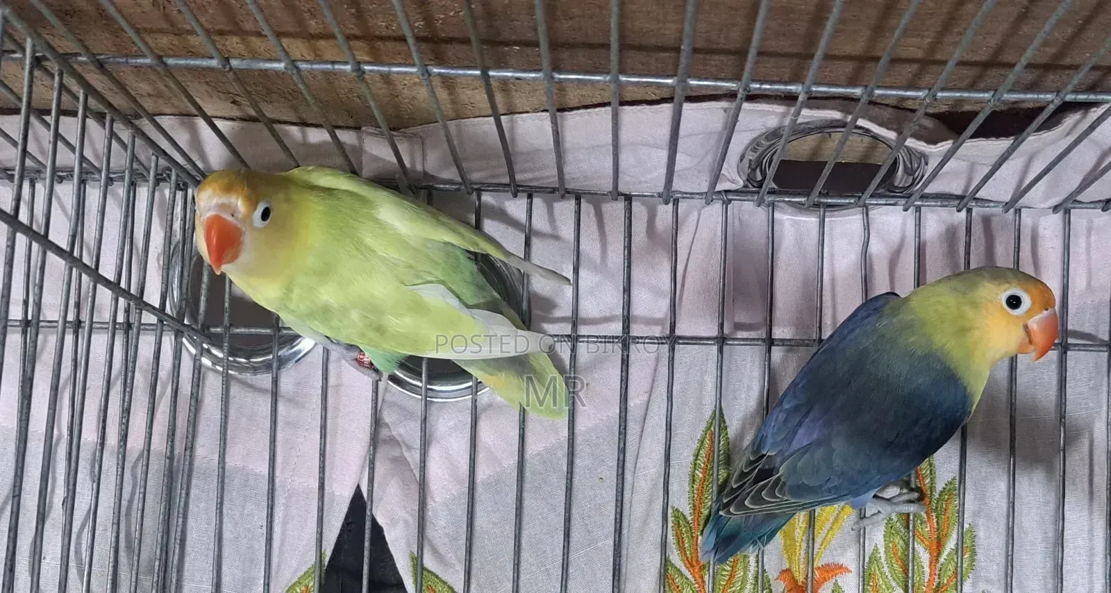 Lovebird Pair