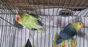 Lovebird Pair