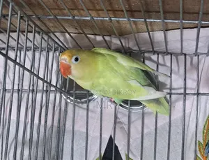 Lovebird Pair
