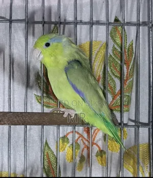 Pied Forpus Male