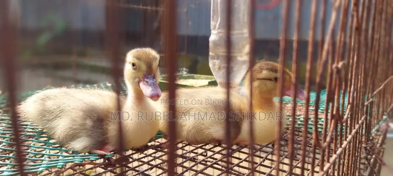 Large breed Muscovy ducklings.