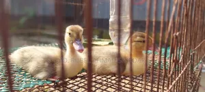 Large breed Muscovy ducklings.