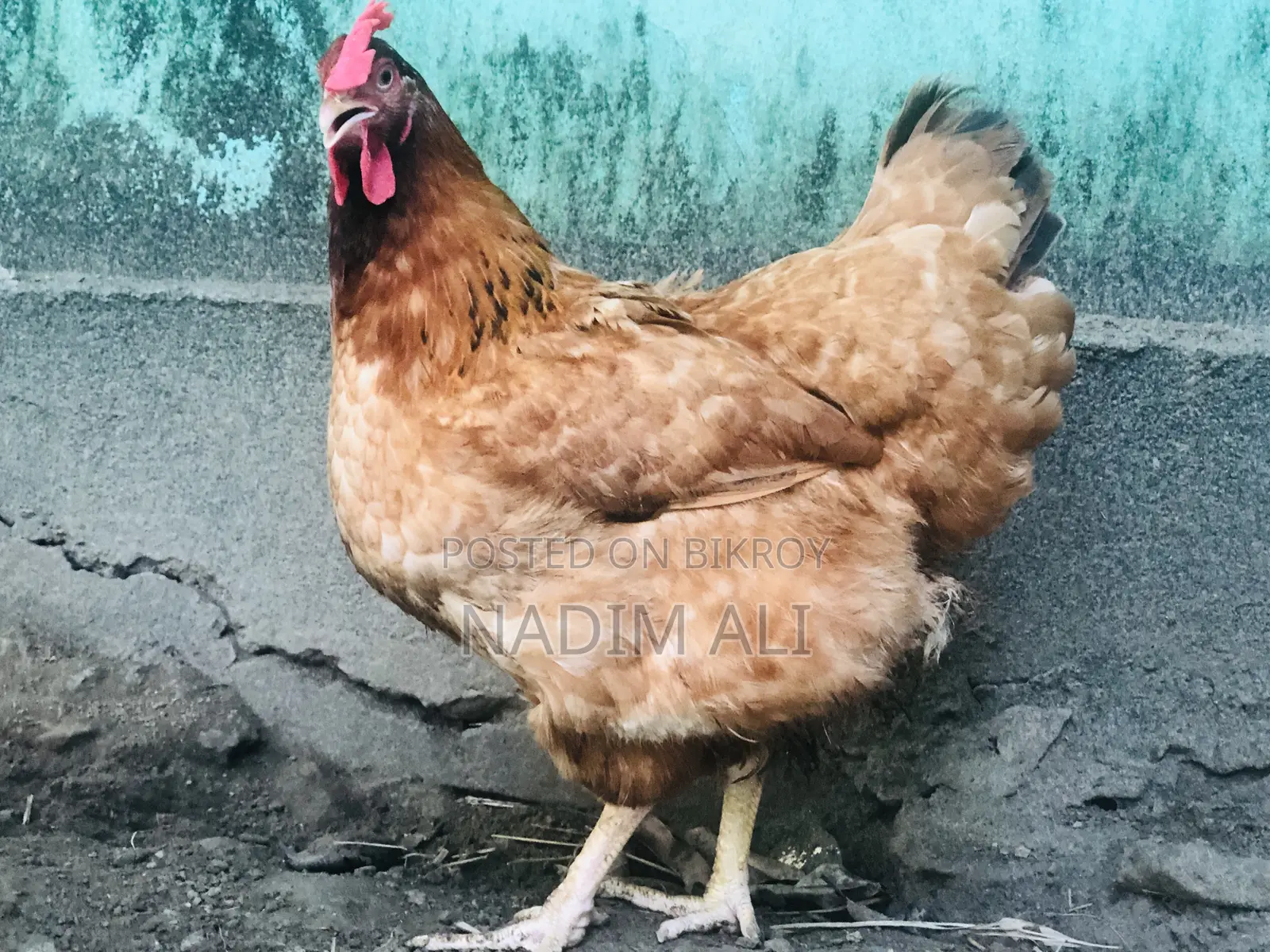 Original Tiger Chicken
