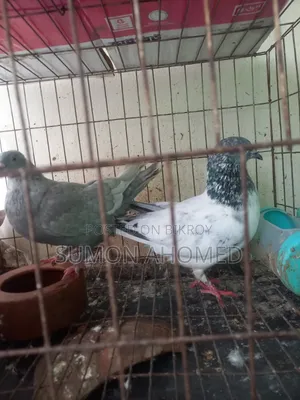 Pigeons for sale