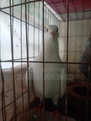 Pigeons for sale
