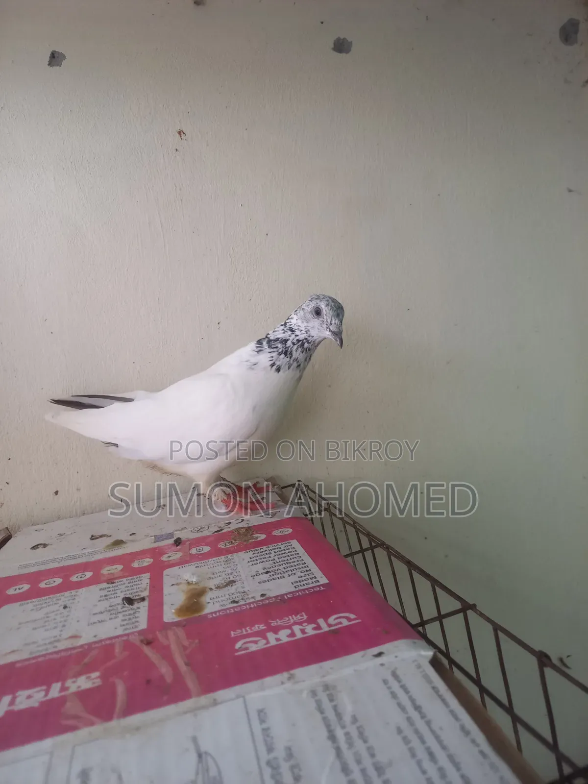Pigeons for sale