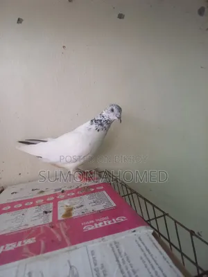 Pigeons for sale