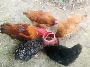 Original Tiger Chicken