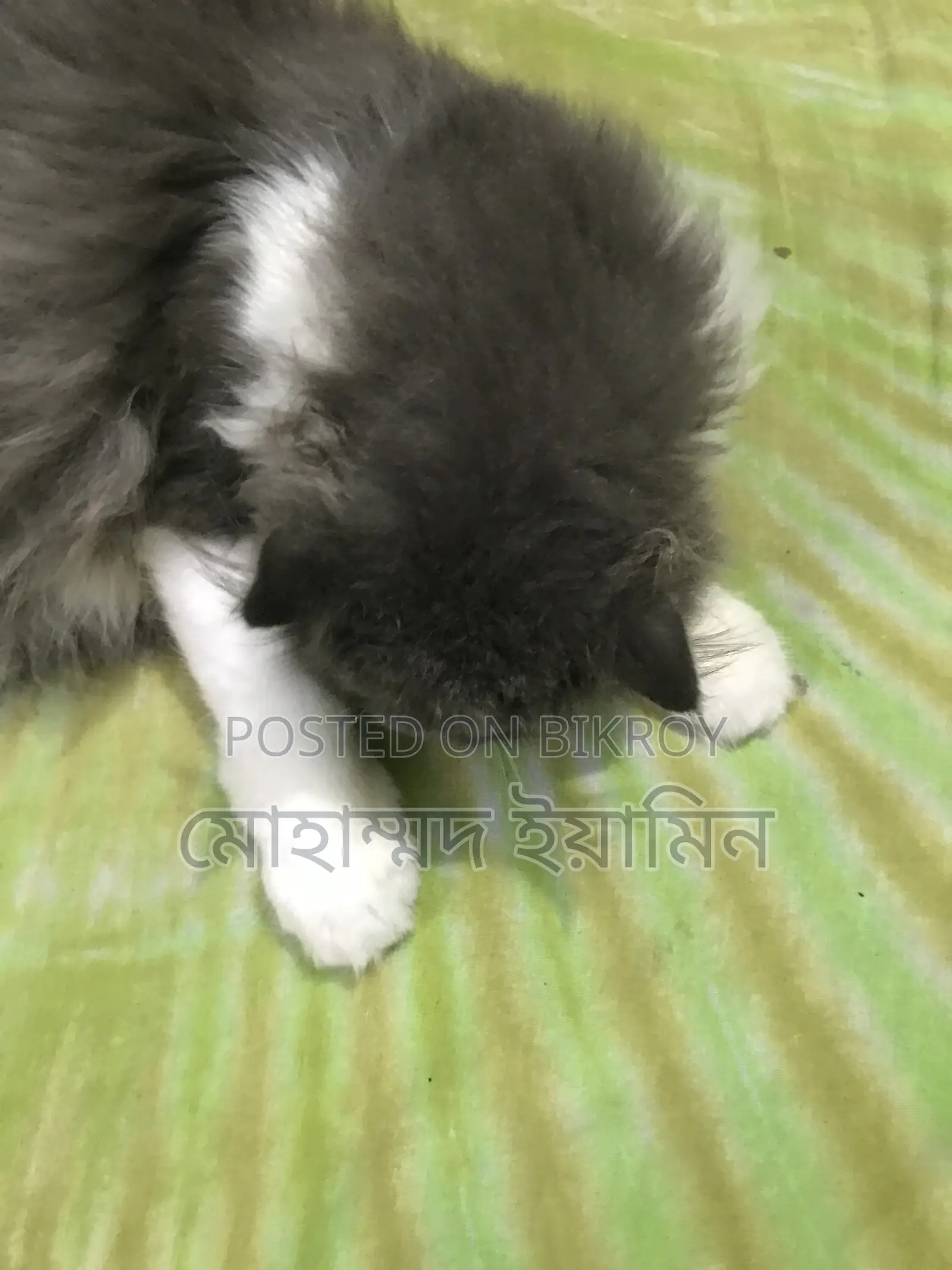 6-12 Months Male Purebred Persian