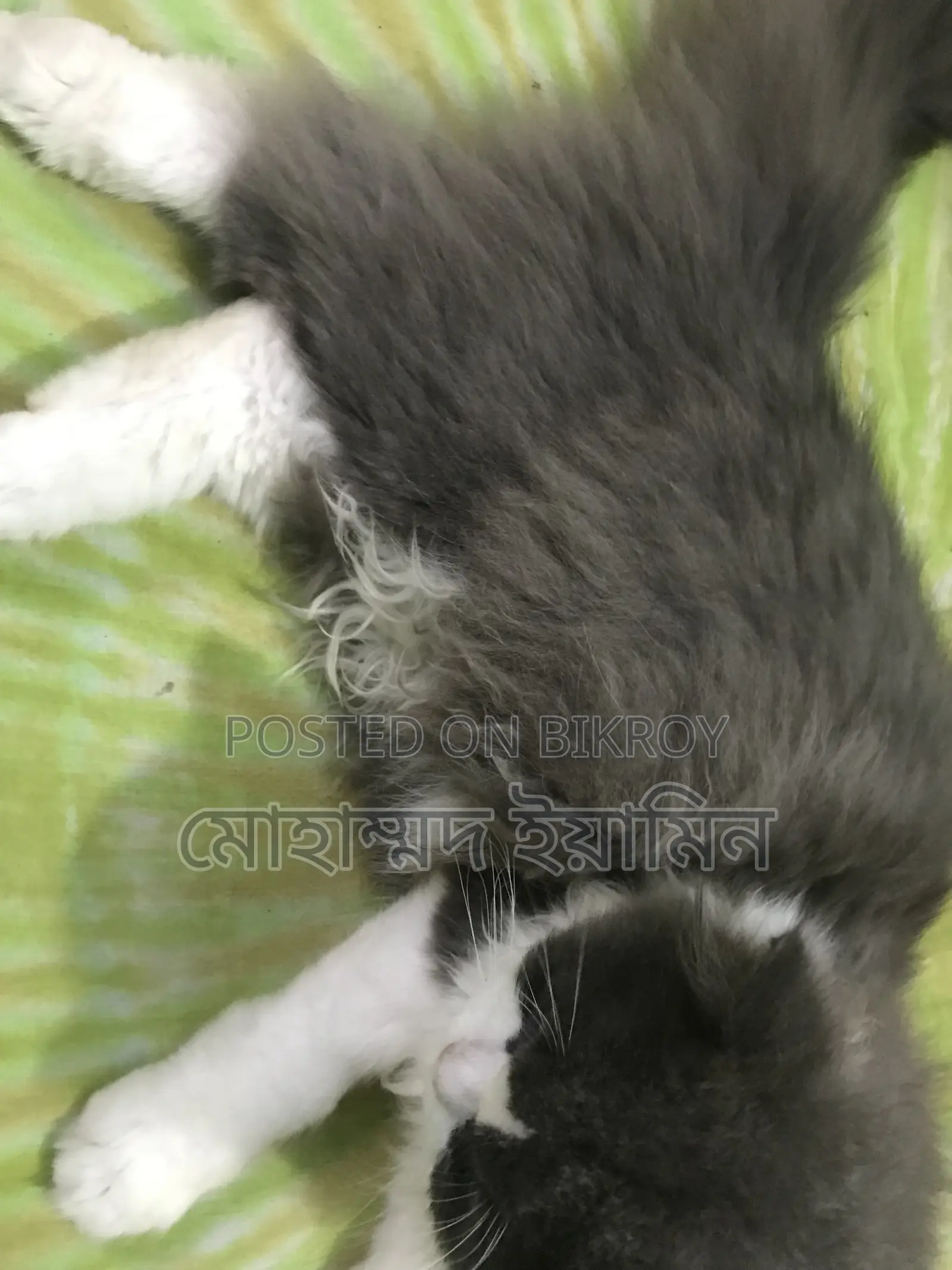 6-12 Months Male Purebred Persian