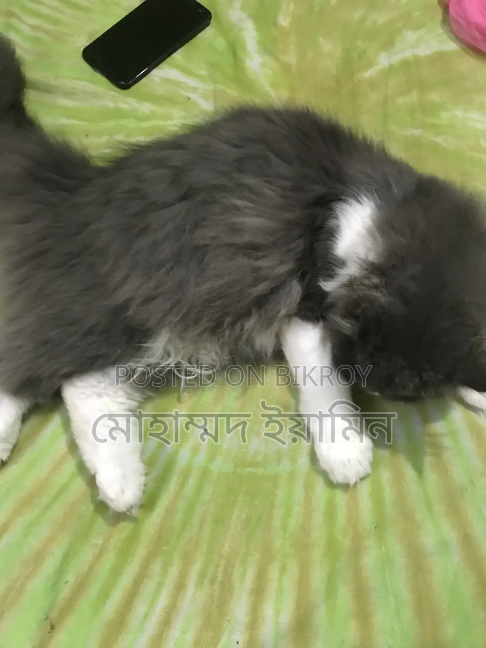 6-12 Months Male Purebred Persian