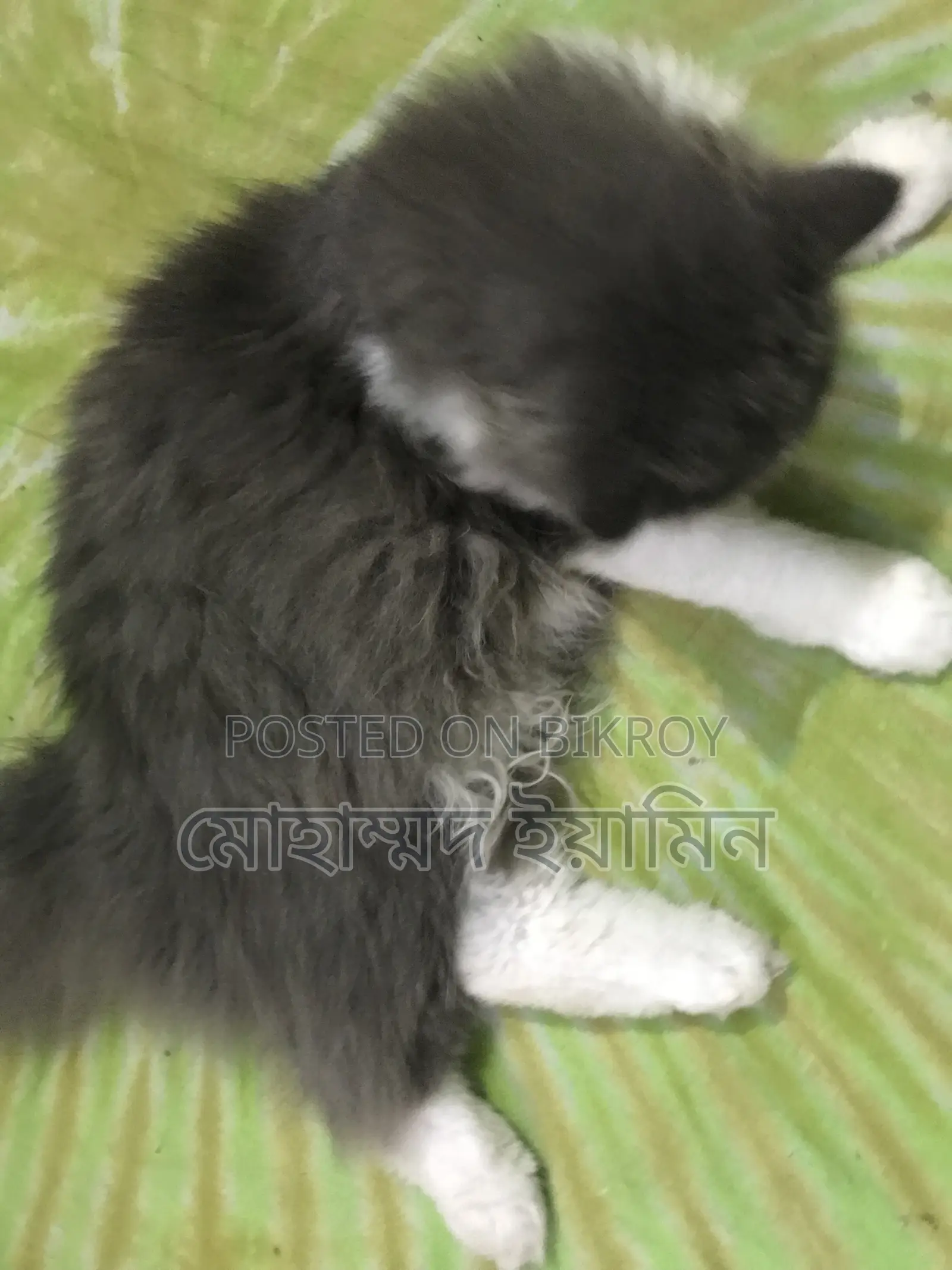 6-12 Months Male Purebred Persian