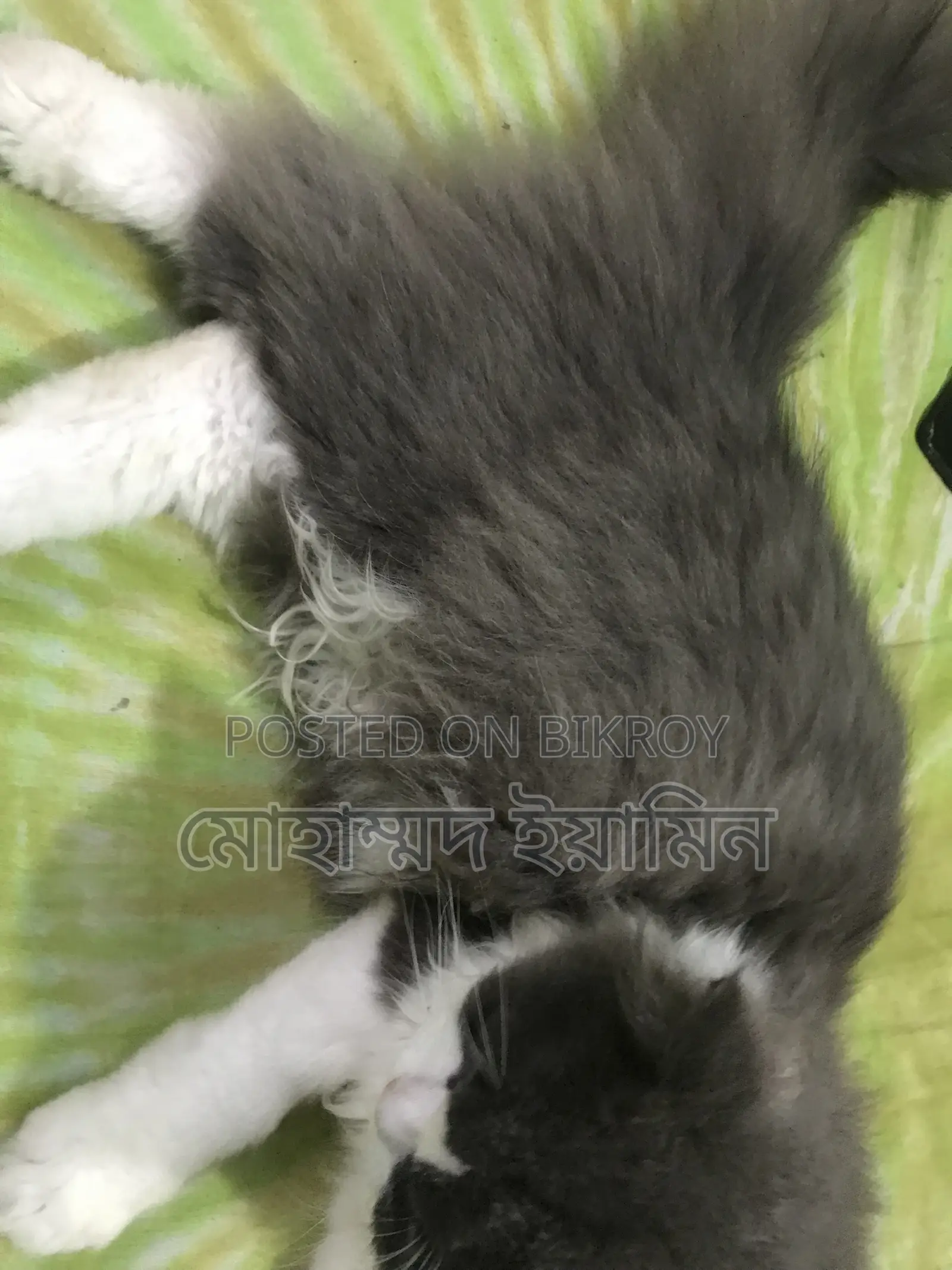 6-12 Months Male Purebred Persian