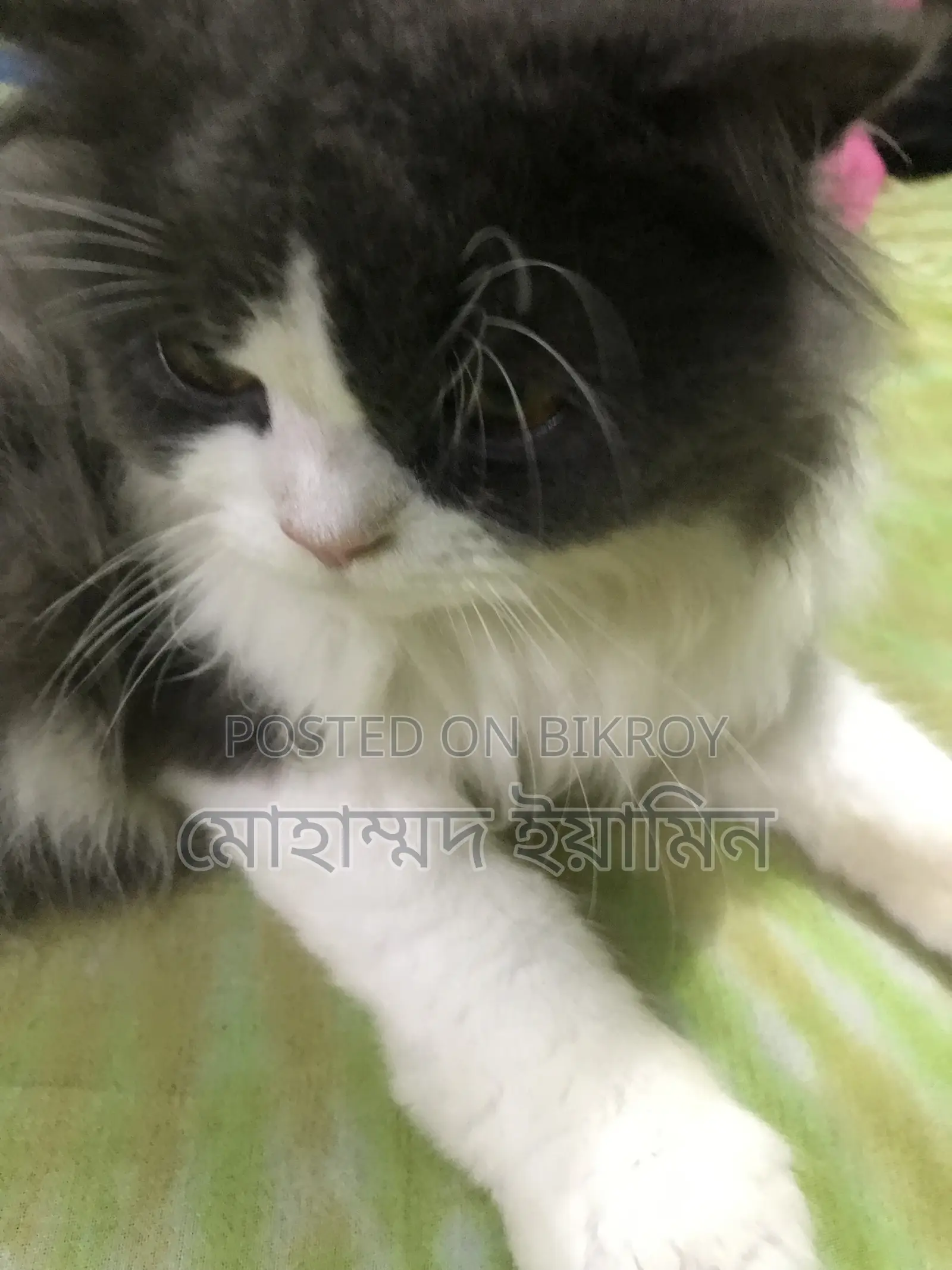 6-12 Months Male Purebred Persian