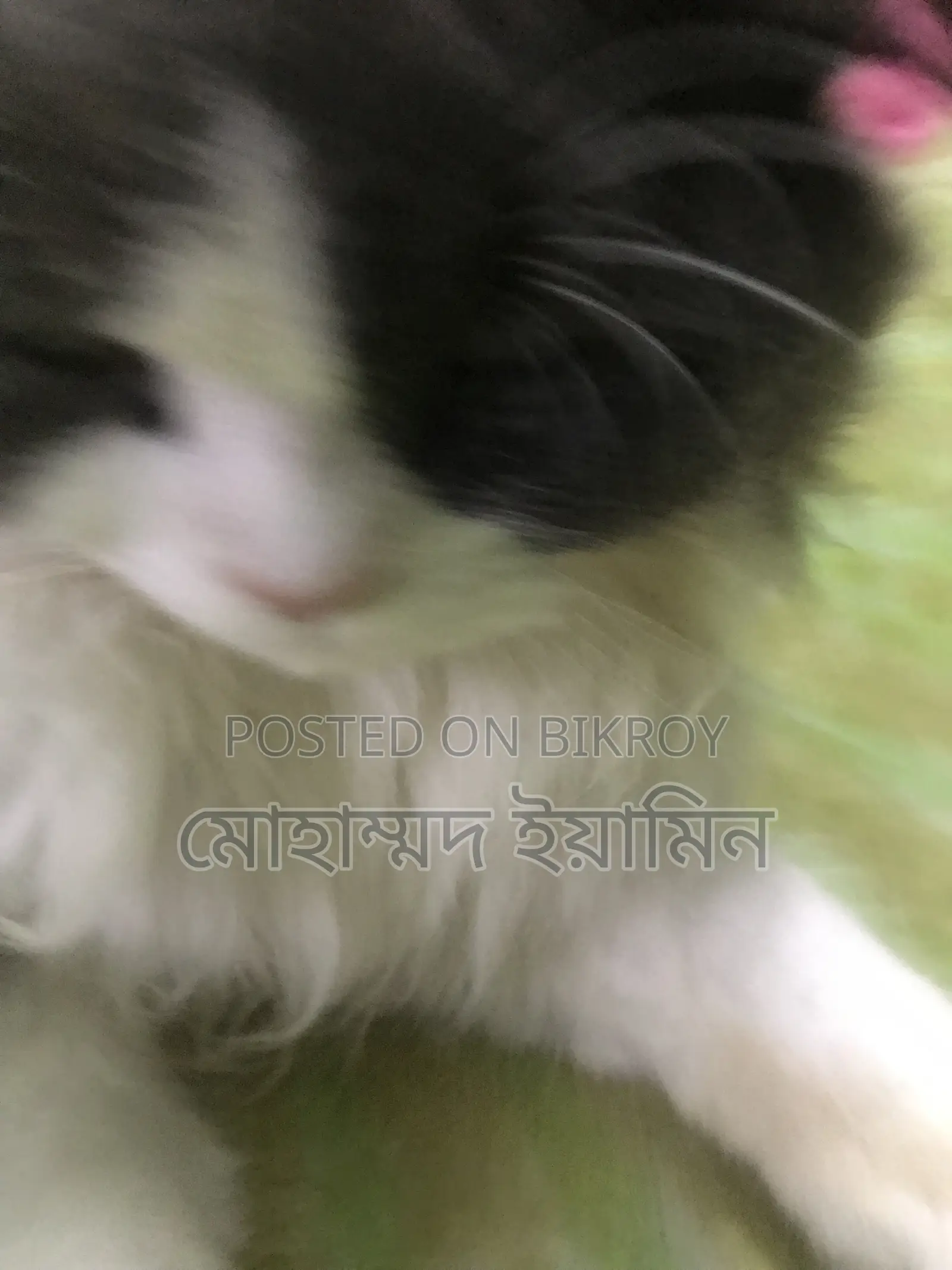 6-12 Months Male Purebred Persian