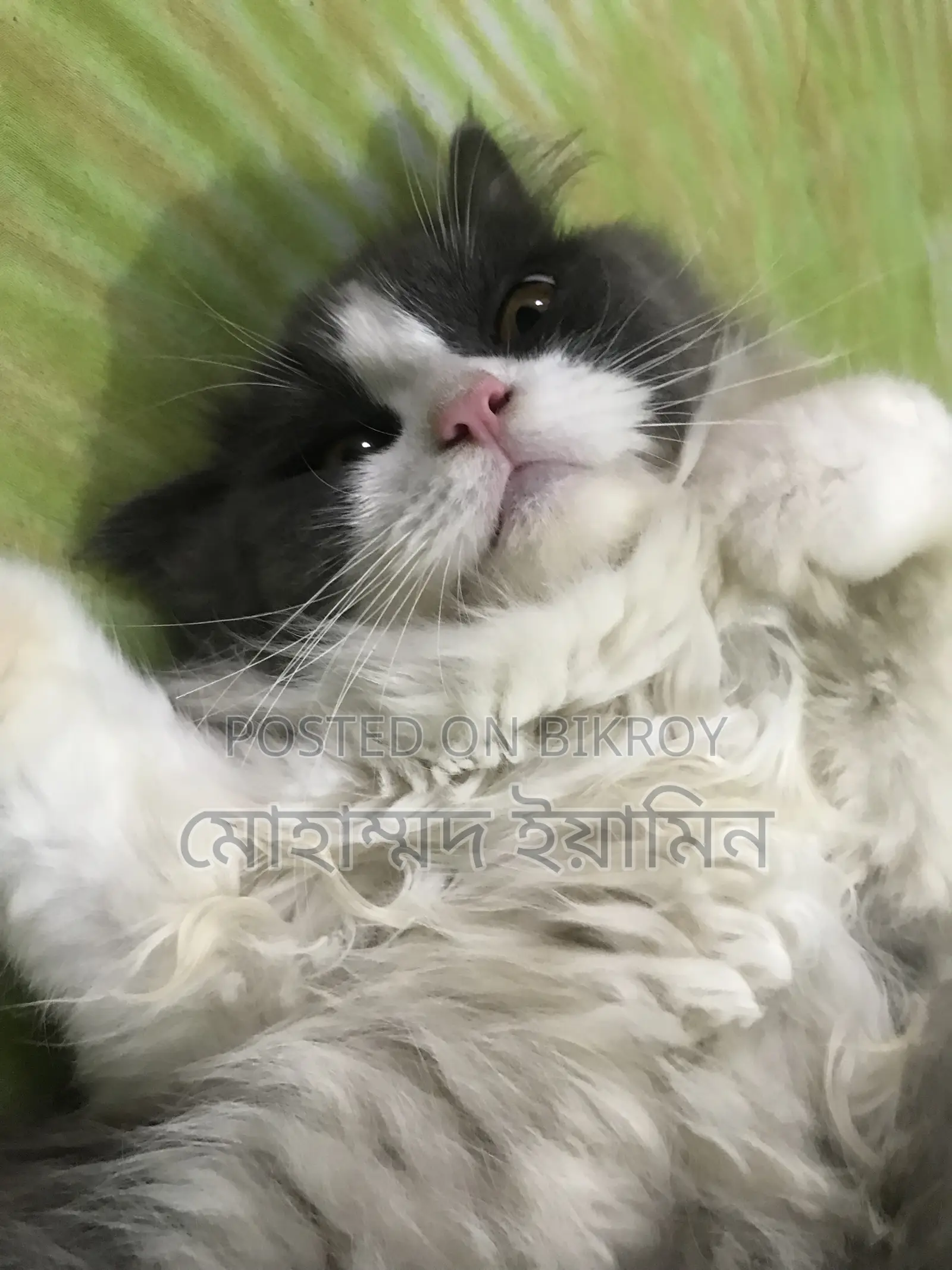 6-12 Months Male Purebred Persian