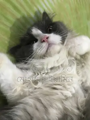 6-12 Months Male Purebred Persian