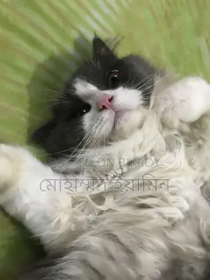 6-12 Months Male Purebred Persian