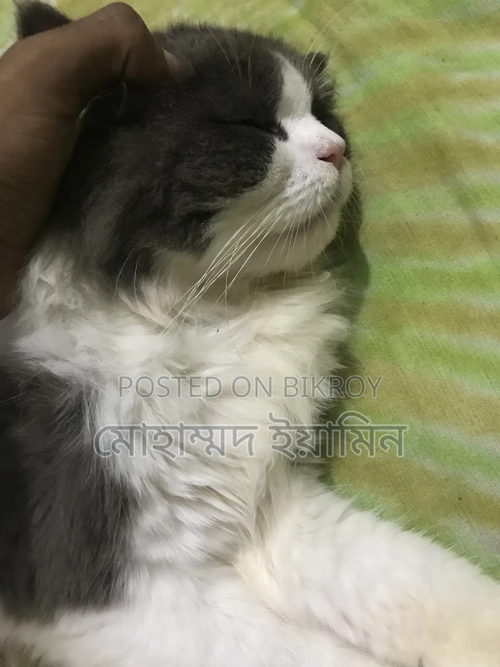 6-12 Months Male Purebred Persian