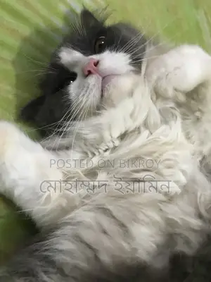 6-12 Months Male Purebred Persian