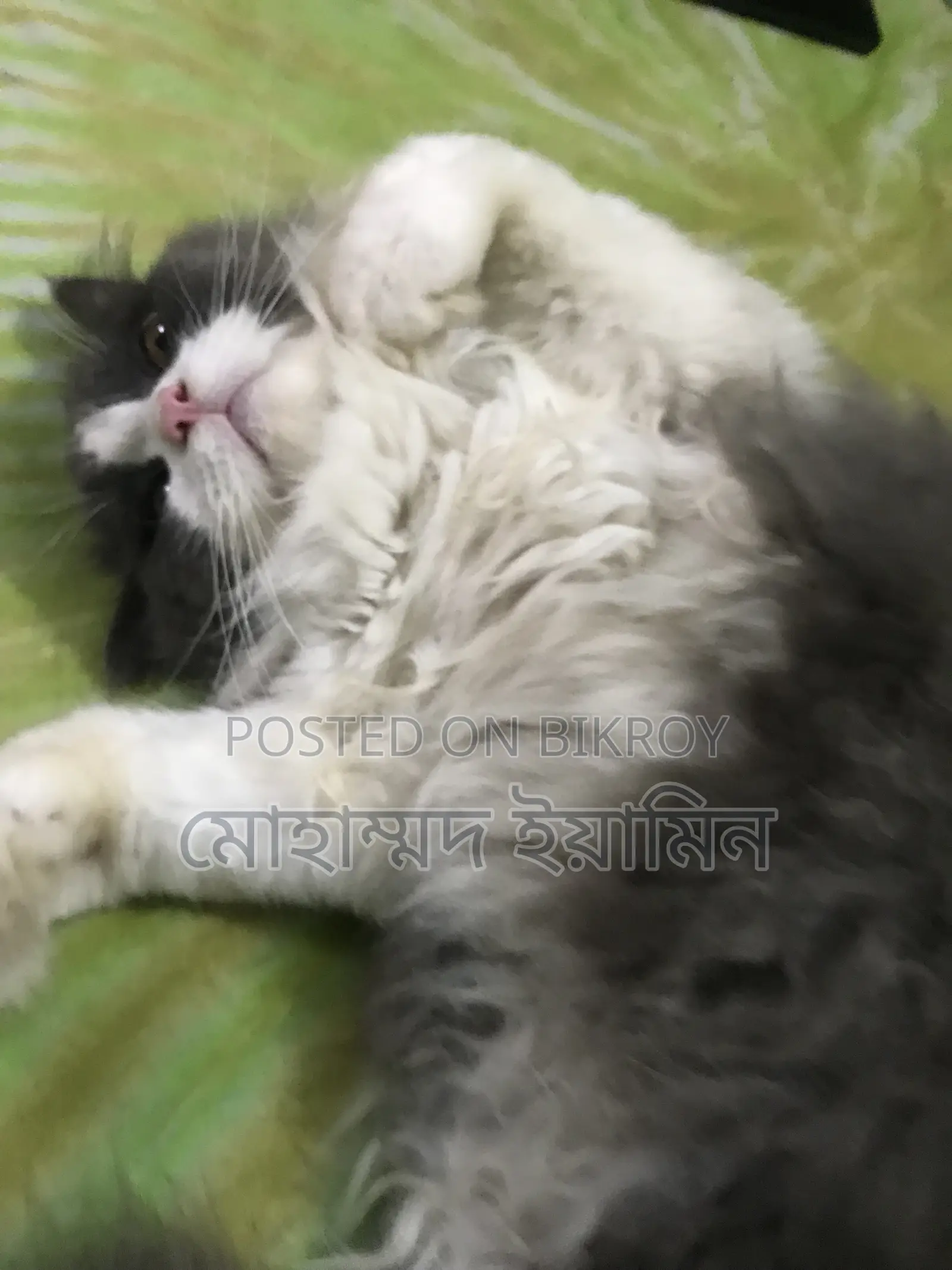6-12 Months Male Purebred Persian