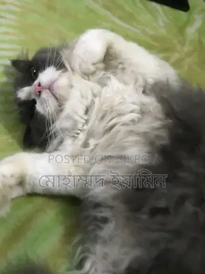 6-12 Months Male Purebred Persian
