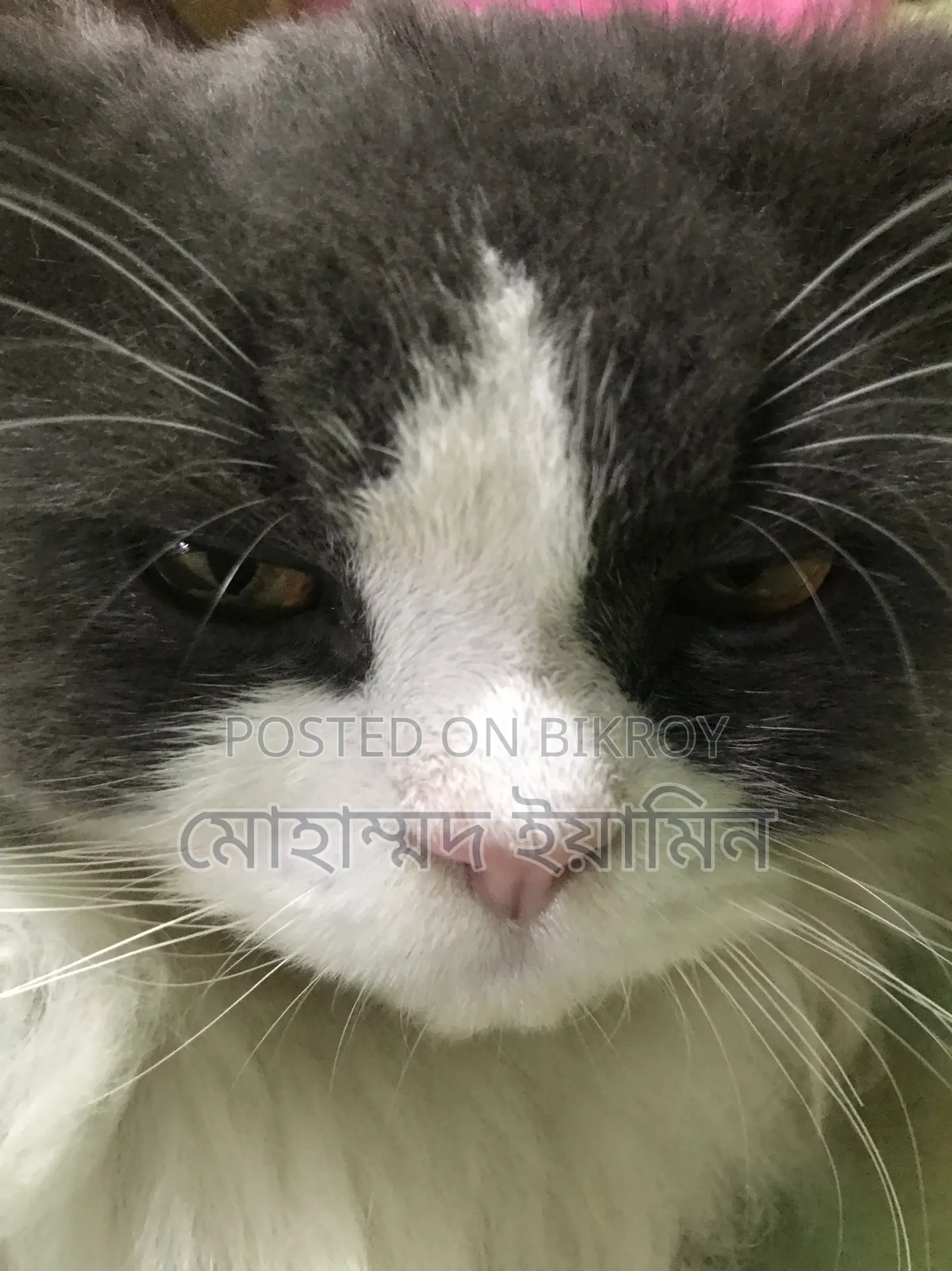 6-12 Months Male Purebred Persian