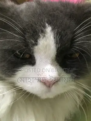 6-12 Months Male Purebred Persian