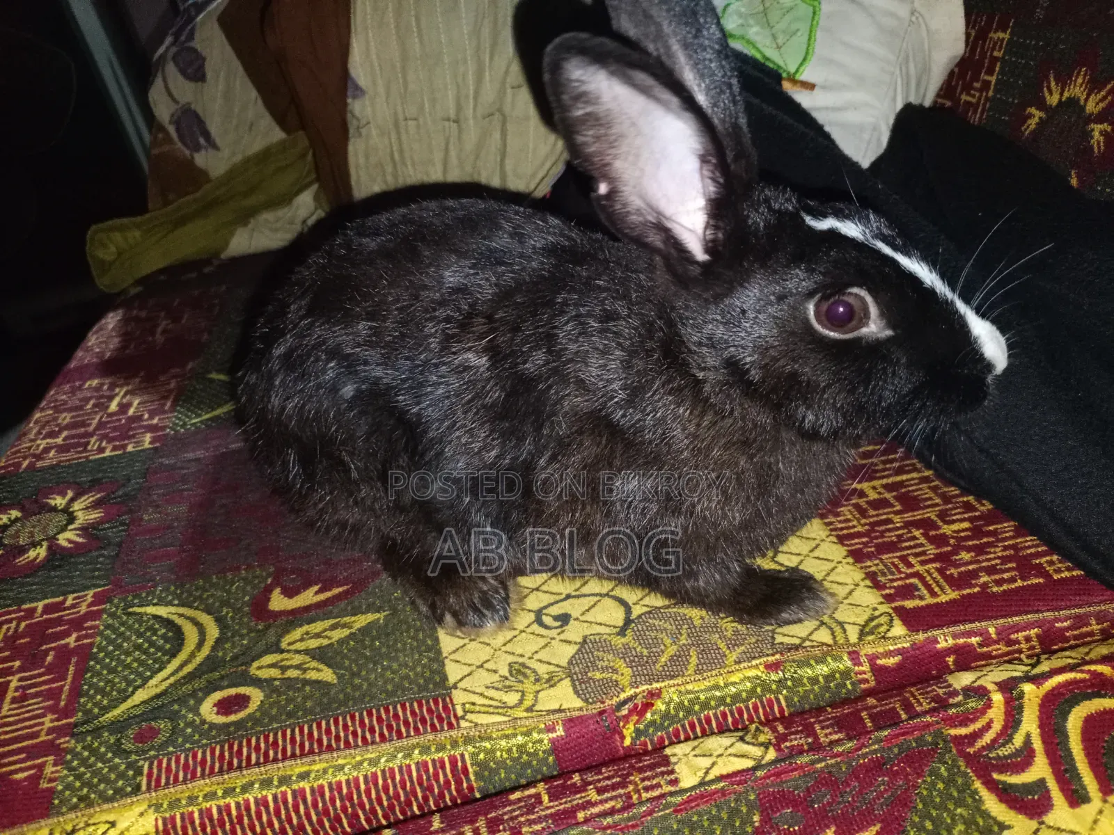 Giant Rabbit
