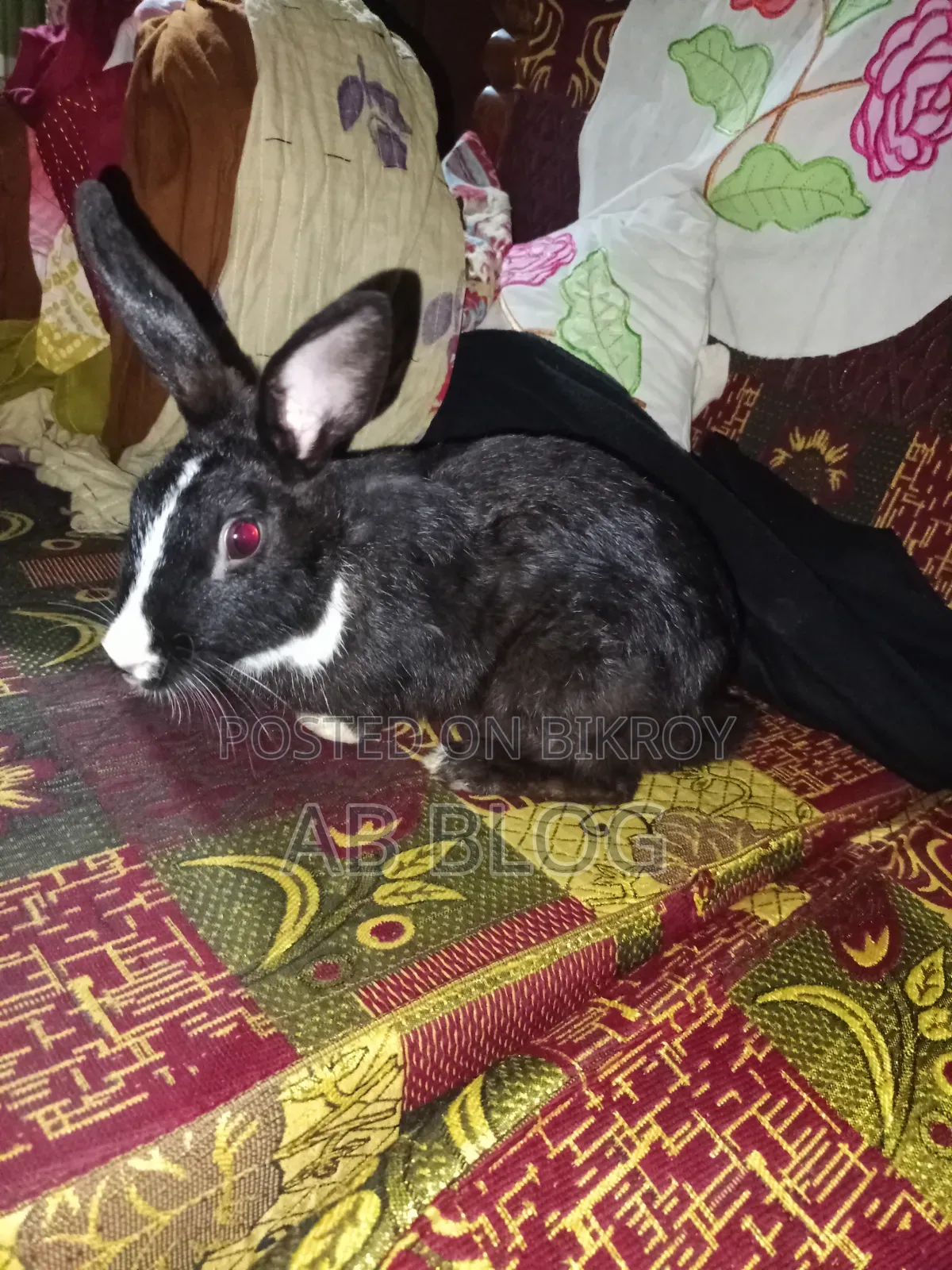 Giant Rabbit