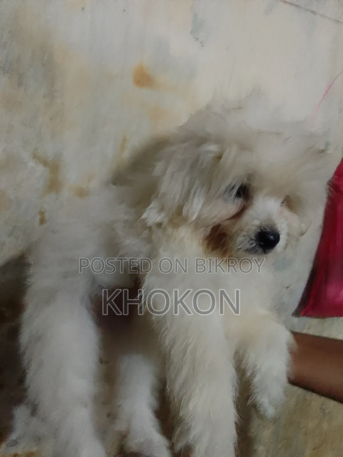 1-3 Months Male Purebred Lhasa Apso