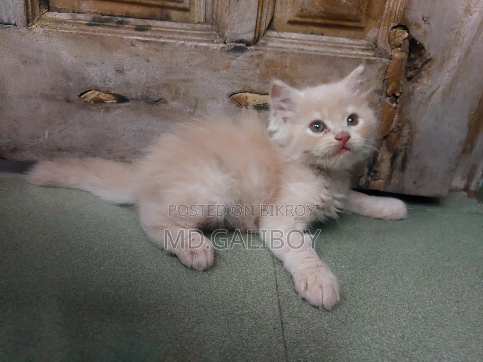 1-3 Months Male Purebred Persian
