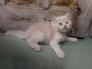 1-3 Months Male Purebred Persian