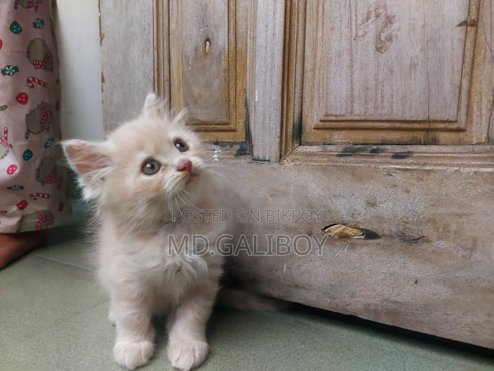 1-3 Months Male Purebred Persian