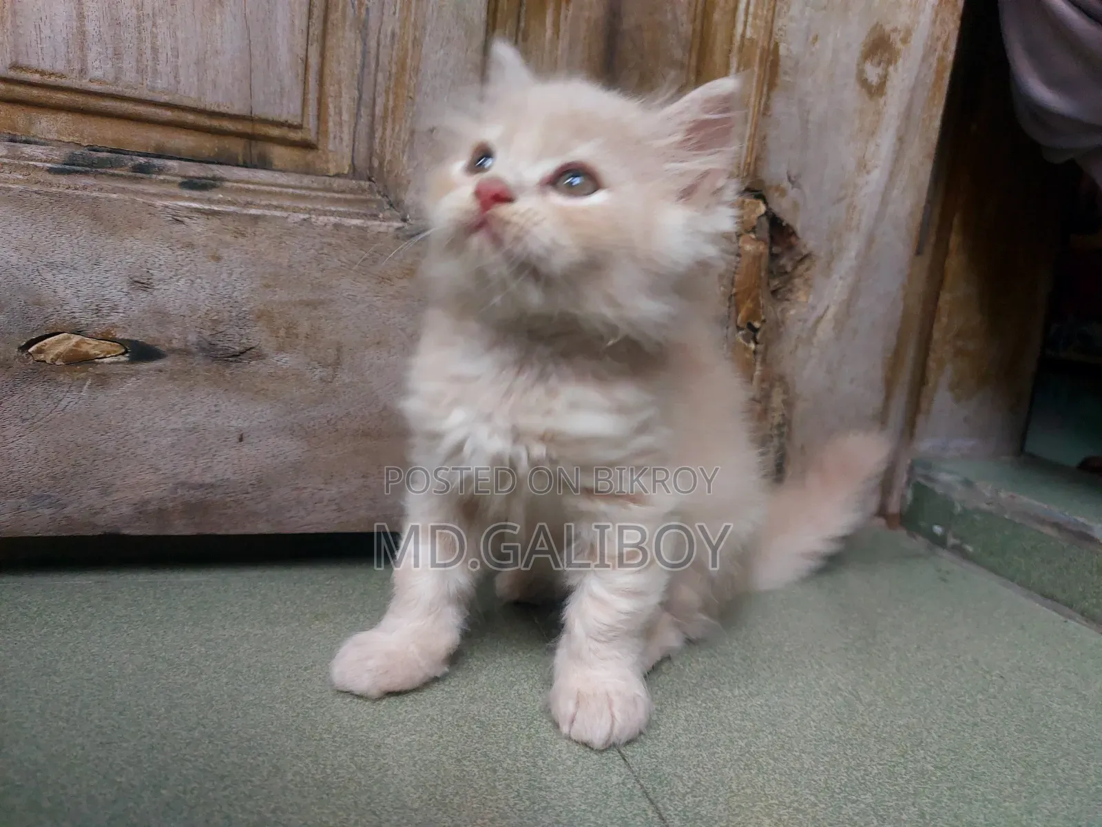 1-3 Months Male Purebred Persian