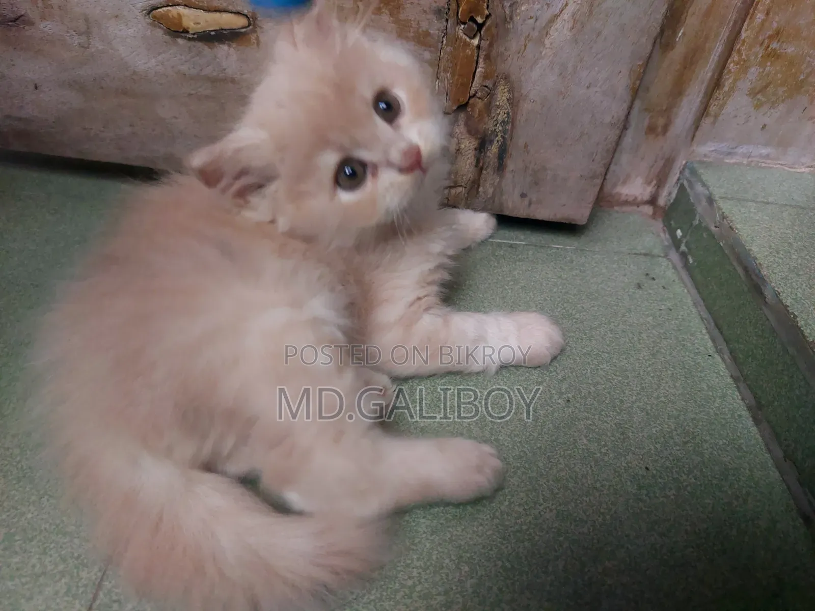 1-3 Months Male Purebred Persian