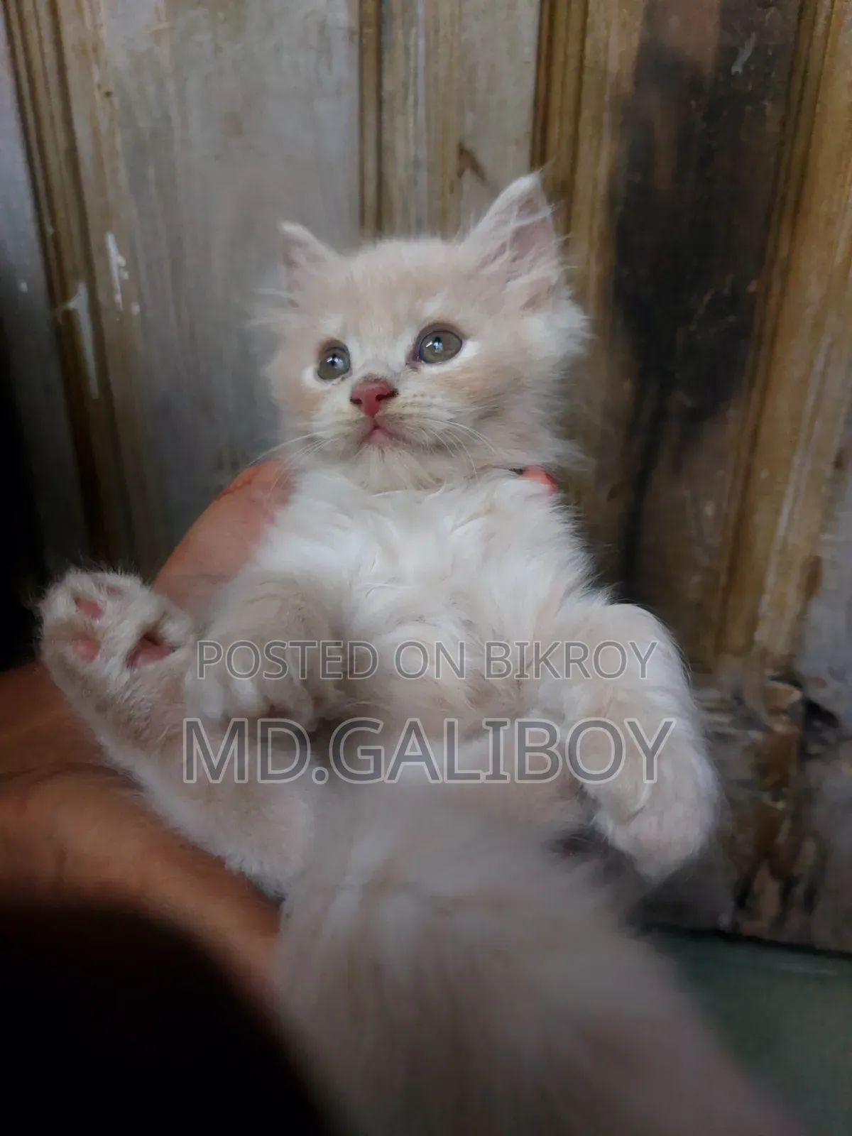 1-3 Months Male Purebred Persian
