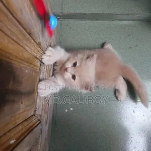 1-3 Months Male Purebred Persian